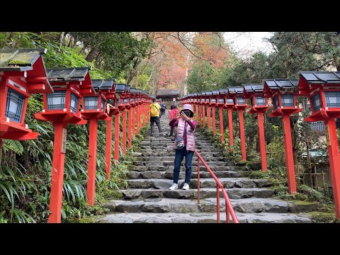 貴船地區滿山遍野的紅葉/Red Leaves around Kibune Area, visited on 11-23-2023