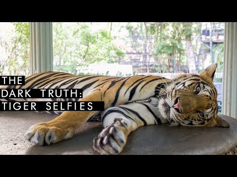 Ever Wanted To Get A Selfie With A Tiger? | The Dark Truth | UNILAD Adventure