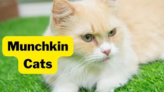 Munchkin Cat: A Feline That's Both Cute and Controversial