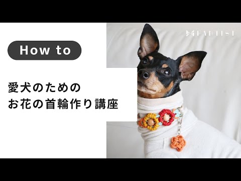 【ペット手芸】初心者でも簡単！愛犬のためのお花の首輪作り講座 | SakuraCordage ＆Color