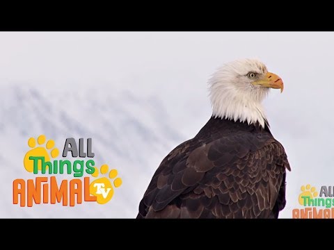 * BALD EAGLE * | Animals For Kids | All Things Animal TV