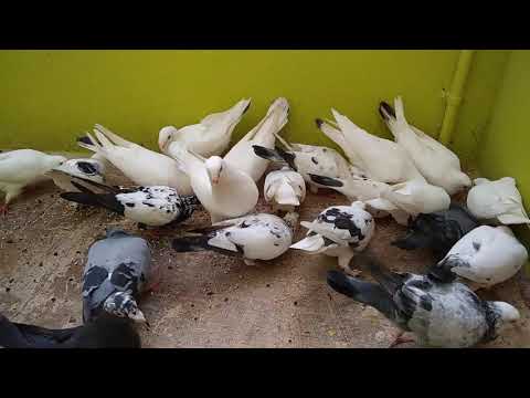 Feeding my pigeon | Daily Pigeon routine |  தமிழில் | #feedingmypigeons #pigeonfood #dailyroutine