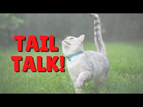 What Is Your Cat's Tail Language? | Two Crazy Cat Ladies