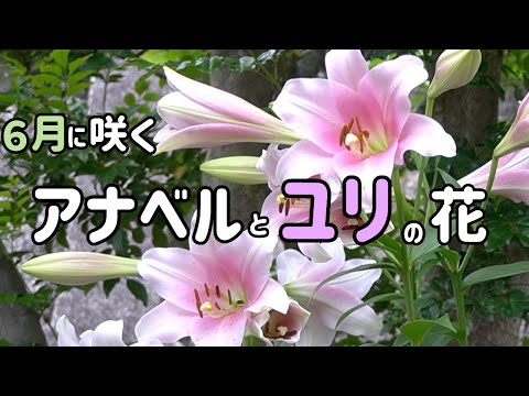 6月咲くアナベルとユリの花