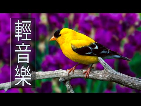 【薩克斯風 睡眠】🎷30首 薩克斯風 輕音樂 放鬆解壓 🌺 夜晚最適合聽的 轻音乐 放松🎵 累了煩了就聽聽 醉人醉心！ 無廣告音樂  Relaxing Chinese Saxaphone Music