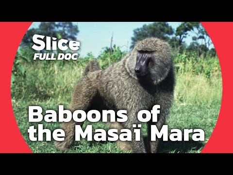 Baboons vs. Nature: A Tale of Survival in the Masaï Mara | FULL DOCUMENTARY