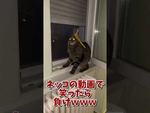 ネッコの動画で笑ったら寝ろｗｗｗ　#2ch #2ch動物スレ #2ch面白いスレ #動物 #犬 #猫 #癒やし #ねこ #2chほのぼの #ネコ