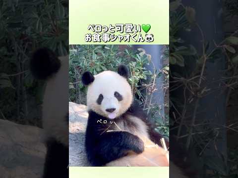 【ペロっと可愛い💚お食事シャオくん🐼】〜2024/11/3(日)上野動物園〜