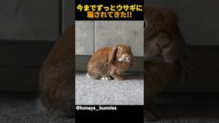 今までずっとウサギに騙されてきた!!