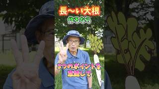 家庭菜園や農園の大根栽培で長い大根を育てる秘訣！長くする3つのコツと大根の育て方！【農家直伝】#shorts