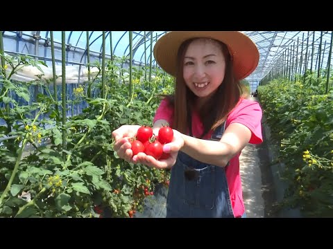 「Fresh Vegetable」旬の青森県産ミニトマトを紹介♪