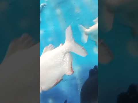 Underwater Aquarium- Mysore (Part 2)