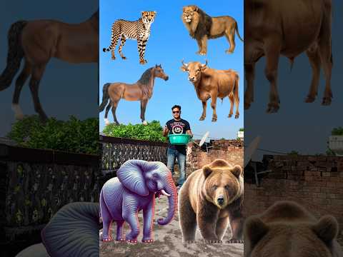 Catching Elephant,horse, lion,cow,bear,and leopard||#shortsvideo #shorts #ytshorts