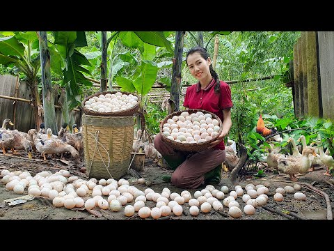 Harvesting duck eggs to bring to the market sell - daily work on the farm | Mai Nha Tranh