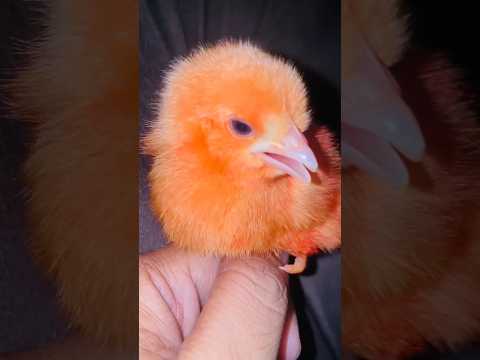 Wow funny cutie color chicken chicks | hen cutie sound | adorable beauty rooster #birds #wildlife