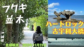 【沖縄旅行・沖縄観光】フクギ並木・ハートロック・古宇利大橋・行った気分になれる【早朝散歩・ウォーキング・備瀬・今帰仁】