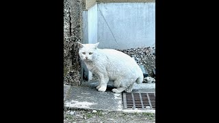 今戸神社のナミちゃん