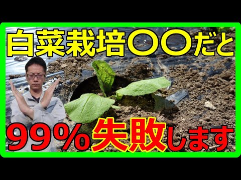 【初心者向け】白菜栽培　育苗から畑への植え付け方法　防虫ネットの設置方法も紹介