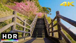 4K HDR // Morning Beach & Sakura Walk - Kawazu, Japan