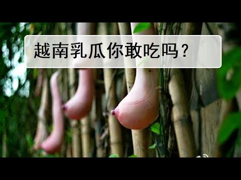 😱😱😱越南乳瓜你敢吃吗？你未见过的奇葩植物。