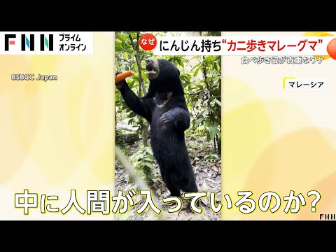 マレーグマがニンジン片手にカニ歩き…なぜ二足歩行？餌のバケツを覗くため！　マレーシア