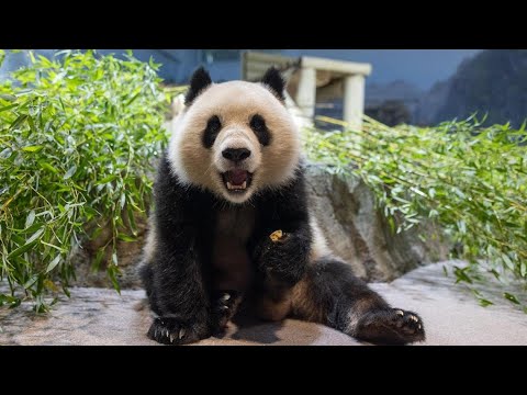 Giant Pandas getting ready for their public debut at the National Zoo