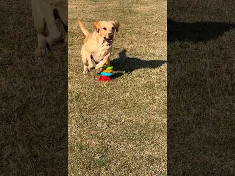 Labrador Performs Awesome Trick #shorts #labrador #funnydogs #doglover