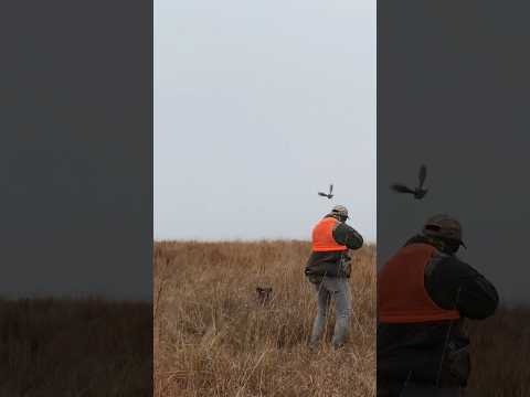 Thrilling chukar flush over 4 month old hunting wirehaired pointing griffon puppy #huntinggriff