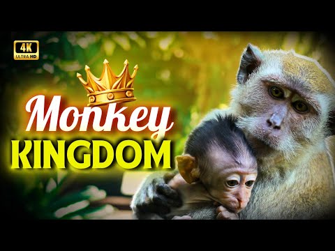 Life Of Monkey Kingdom | Documentary On Monkey Animal | Creative Nature Video