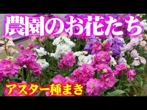 【1回目は失敗】実は種まき失敗しました。いつものやり方で再チャレンジ！【アスター】【ストック】【キンギョソウ】