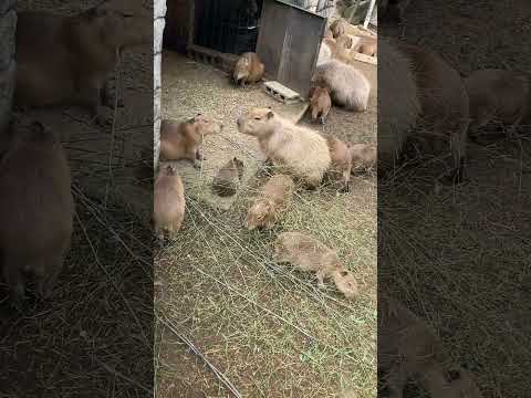 朝ごはんだよカピバラファミリー(伊豆シャボテン動物公園) #capybara #Shorts