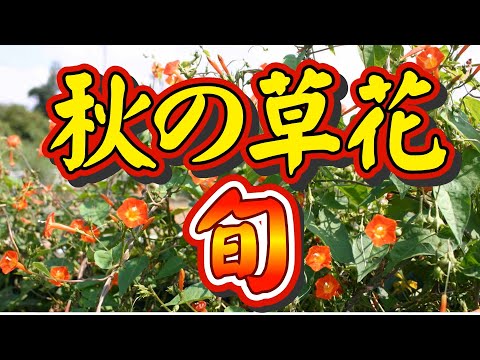 【今が旬！秋の草花】最近良く見かける花を中心に解説しました。特に「マルバルコウ」はすごい勢いで増えています。似た花についても、何種類かあるので解説しました。雑草という草も、名もない花もありません。