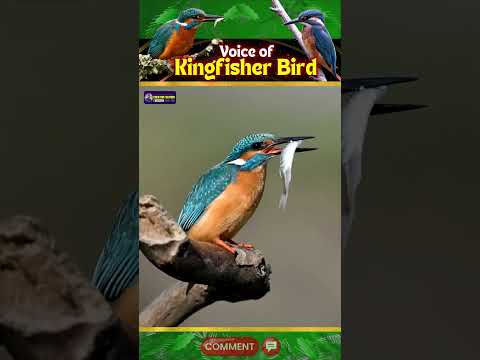 Kingfisher Bird Sound | Closer Look at Nature's Beauty | Creative Nature #birds #shorts