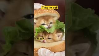 Time to eat #cats #cat #kitten #catshorts #funny #funnycats #kitty #catvideos #cute