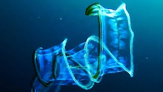 7 ROV Encounters with Trippy Deep Ocean Creatures