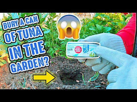 Bury A Can Of Tuna Fish Under A Plant In Your Garden And Be Amazed By What Happens Next!