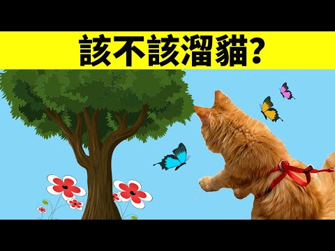 該不該遛貓？我家貓適合帶出門嗎？