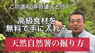 １メートル50センチ天然自然薯の掘り方　わかりやすく解説　長〜い自然薯を掘ります