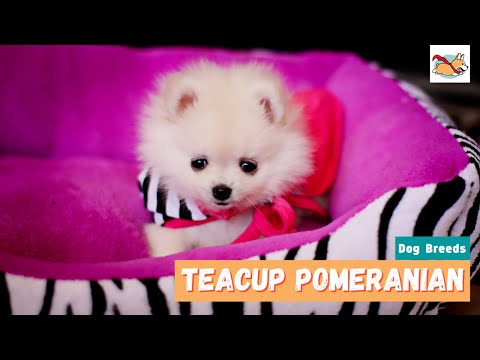 Teacup Pomeranian: Your Guide to This Fiery, Friendly and Spunky Dog!