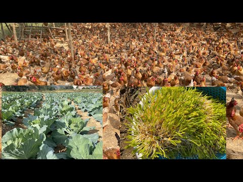 Chicken Farm - Growing vegetables to raise chickens, nutritional regimen for 110 day old hens.