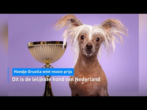 Dit is de lelijkste hond van Nederland (die daarmee een mooie prijs wint)! | Hart van Nederland