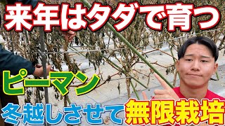 【簡単すぎ！】ピーマンを冬越しさせることで来年はタダで栽培スタートさせましょう