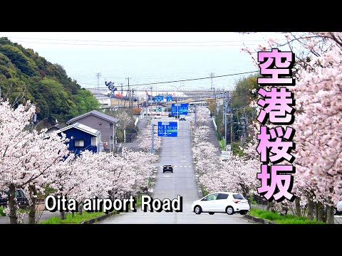 桜が満開！「空港桜坂」の風景   大分