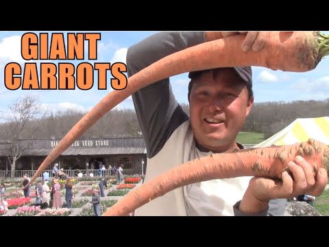 Do These 5 Things to Grow GIANT CARROTS in Your Garden