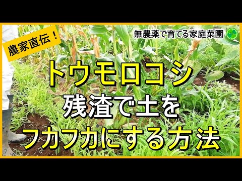 【とうもろこし】残渣処理の方法と後作に良い野菜・悪い野菜について解説！【有機農家直伝！無農薬で育てる家庭菜園】　24/7/11