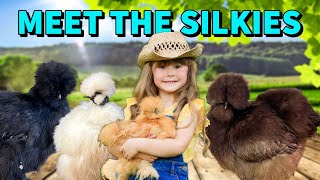 All About Our Silkie Chicken Flock