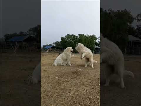 Great Pyrenees vs  Maremmano Sheepdog #doglover #fight