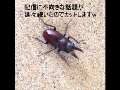 【ボブラジR】怪奇！マンションのクワガタ