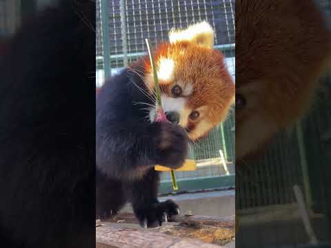 You are the most stylish red panda I have ever seen eating skewers. Red panda Lulu's mother Red