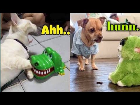 funny animal reaction video 😆😆 | fun superfast